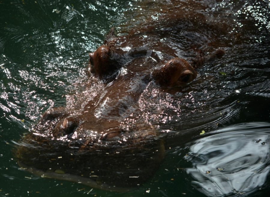 A lurking hippopotamus photographed on Cameron's trip to Disney's Animal Kingdom.